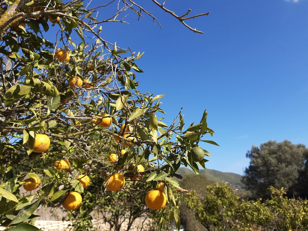 Sant Joan de Labritja: A Guide to Ibiza's Quiet North